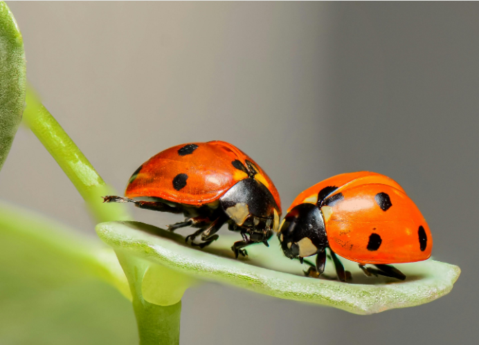 Gut Bugs and Sleep: The Microbial Connection